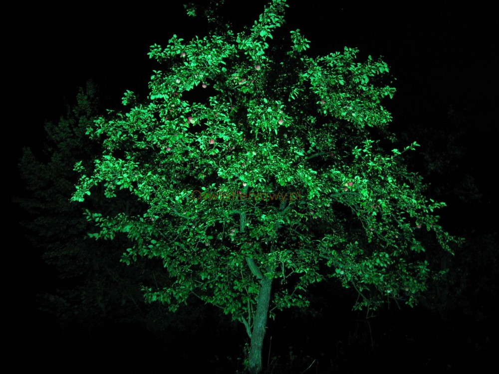 Oświetlenie drzewa lampą 70 W