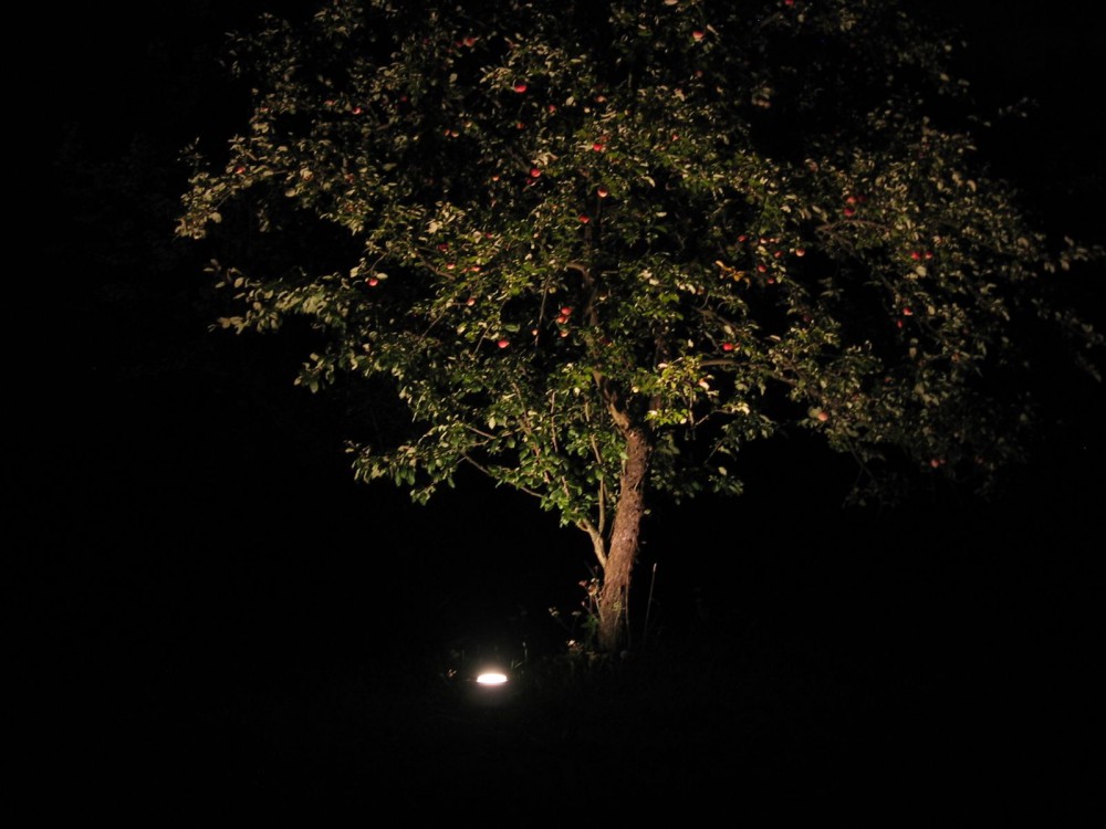 Oświetlenie drzewa oprawą najazdową 15 W E27