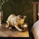 Kitten lampka stołowa 1xE14 107389